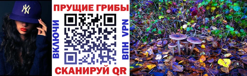 Псилоцибиновые грибы мицелий  Купить где  Кондрово 